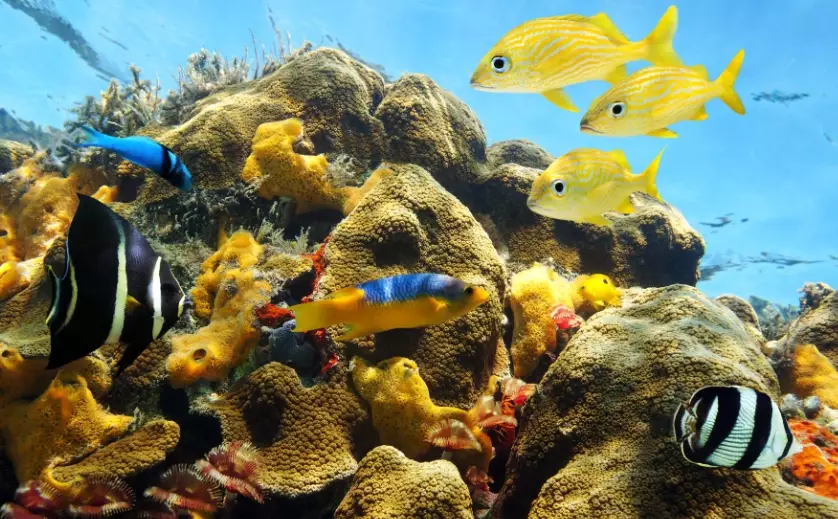 Doctor's Cave Beach Doctor's Cave Beach