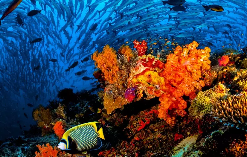 snorkeling in jamaica snorkeling in jamaica