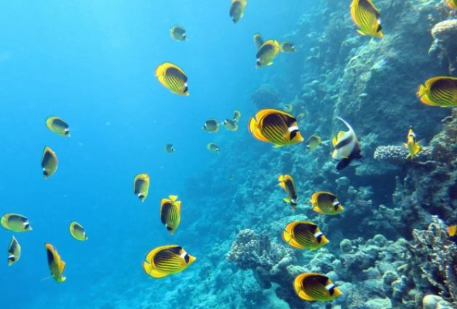 Sharm El Sheikh snorkeling spots