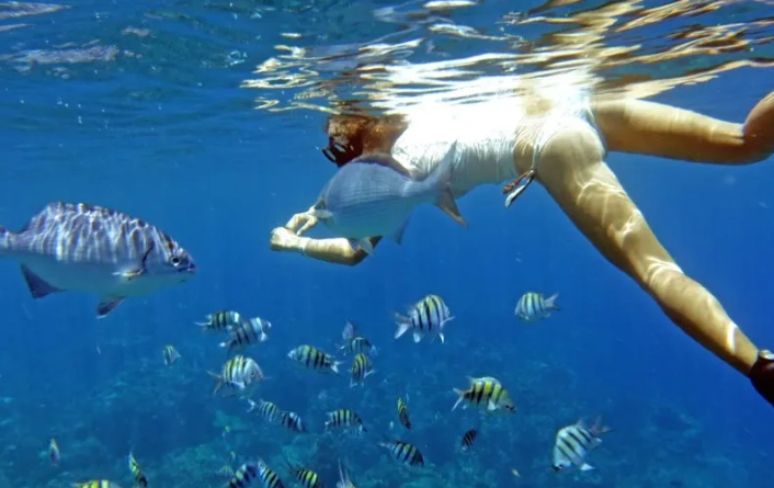 Roatan snorkeling