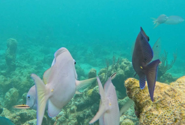 Bight Reef snorkeling
