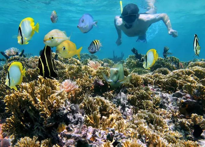 Cayman Islands snorkeling guide