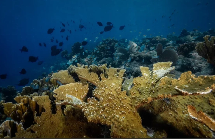 Cahuita National Park