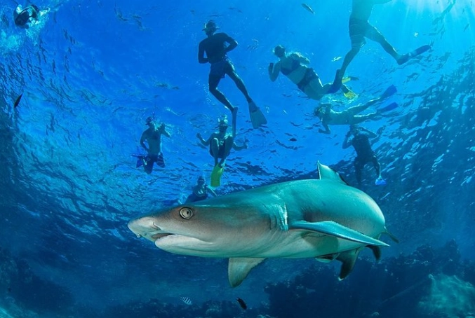 Fiji snorkeling near port