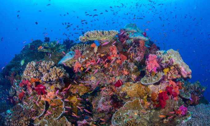 Fiji snorkeling spots