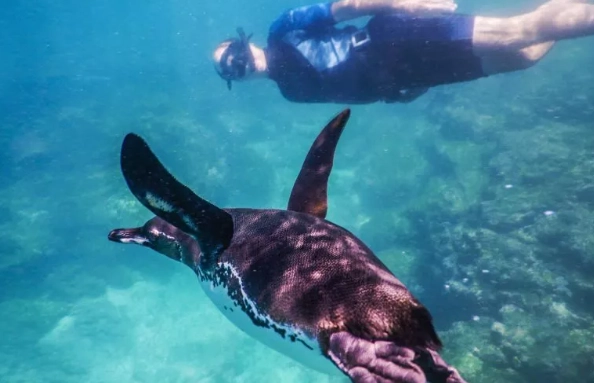 best time to snorkel in Galapagos best time to snorkel in Galapagos