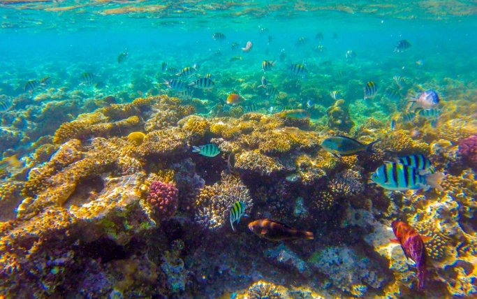 snorkeling tours Hurghada