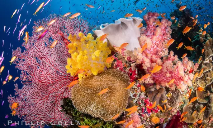 Is there a coral reef in Fiji?