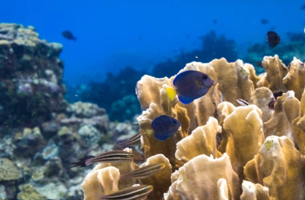 best snorkeling turks and caicos