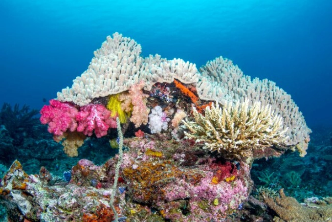 Fiji snorkeling spots