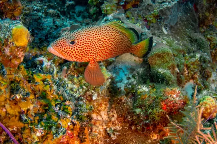 snorkeling in turks and caicos