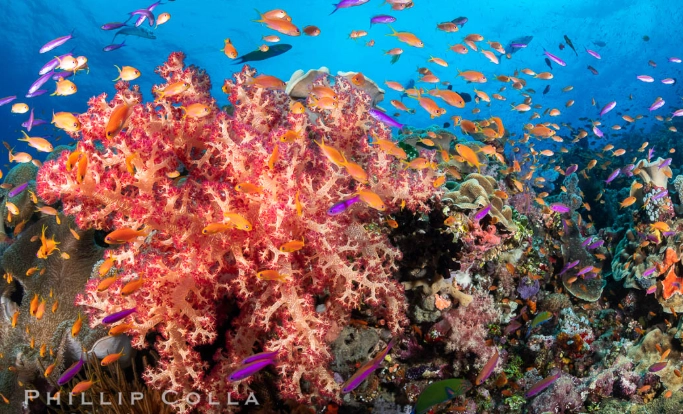 Fiji coral reefs