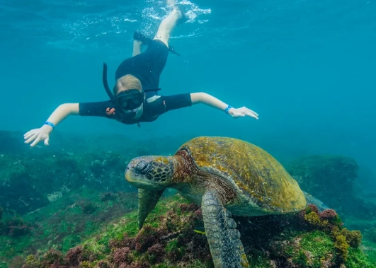 where to snorkel for free galapagos where to snorkel for free galapagos