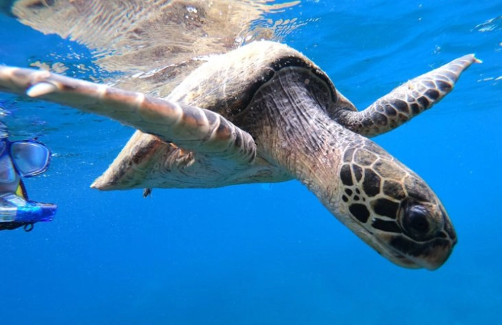 best snorkeling Guanacaste best snorkeling Guanacaste