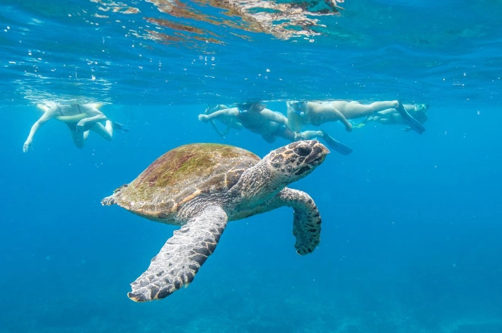 Julian Rocks snorkeling time