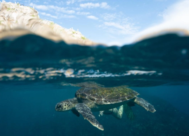 best time to snorkel Julian Rocks