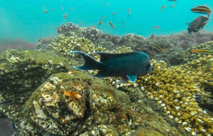 Cano Island snorkeling Cano Island snorkeling