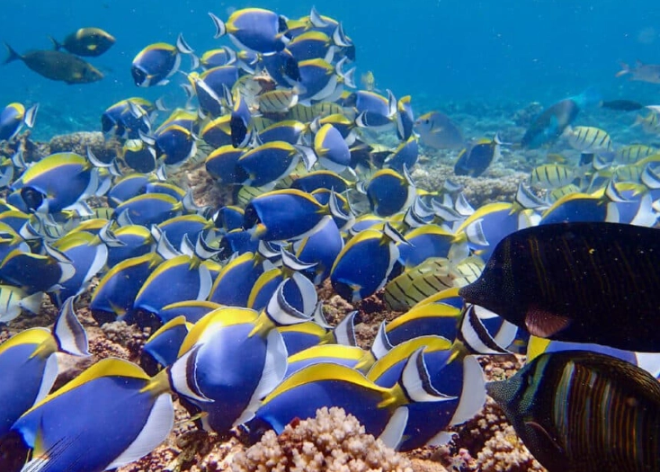 when to snorkel in Seychelles