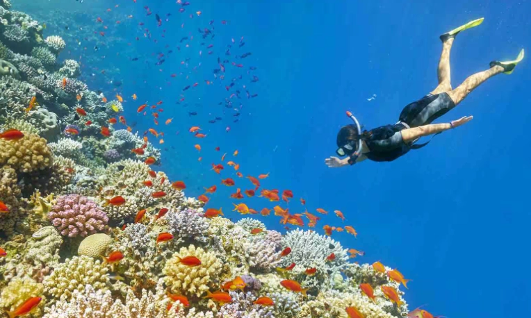 best snorkeling spots red sea egypt