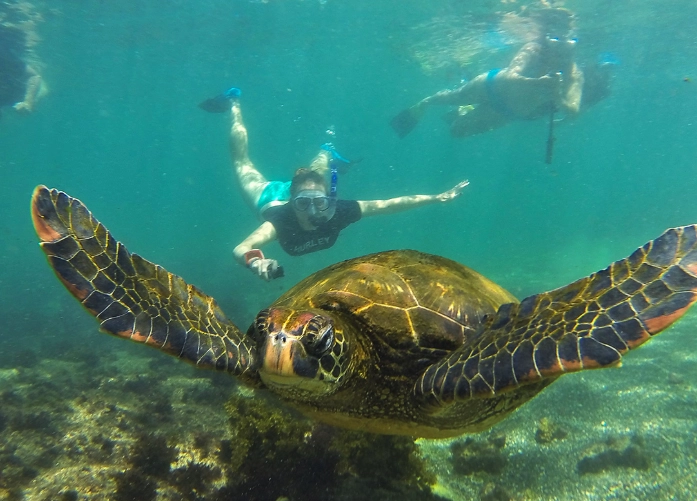 snorkeling with sea lions galapagos