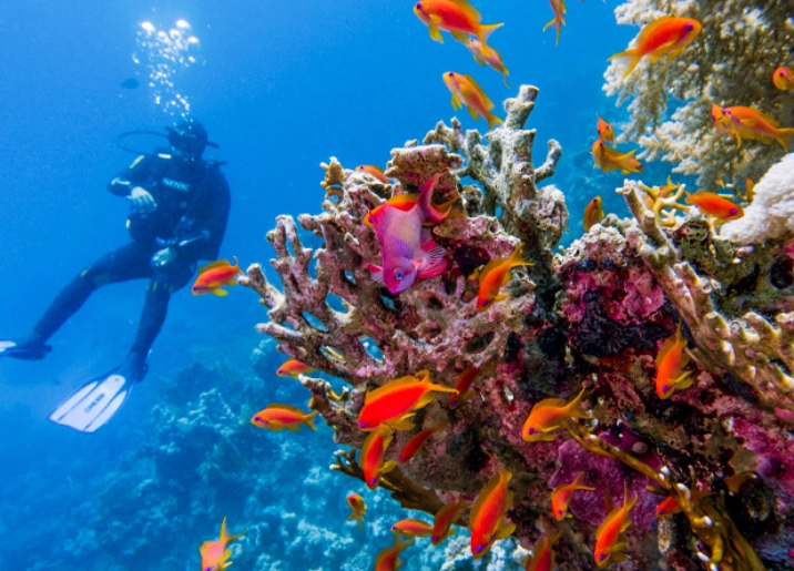 snorkeling hurghada sharm el sheikh