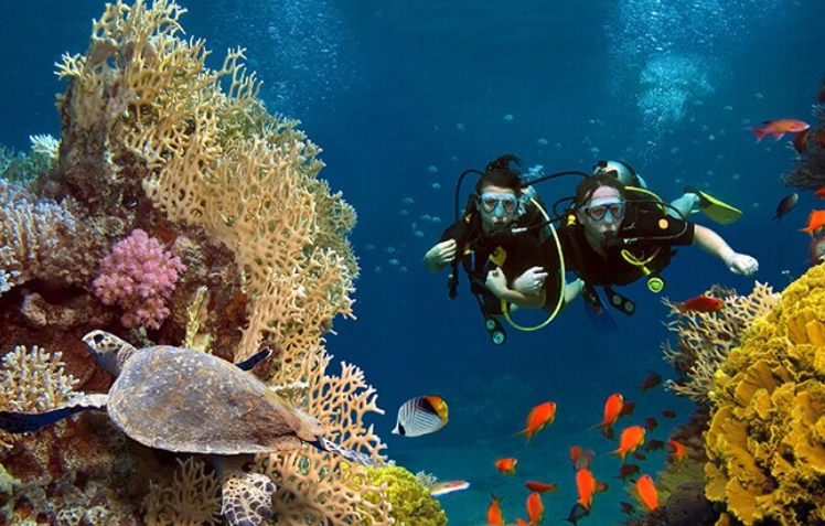 egypt red sea snorkeling tours