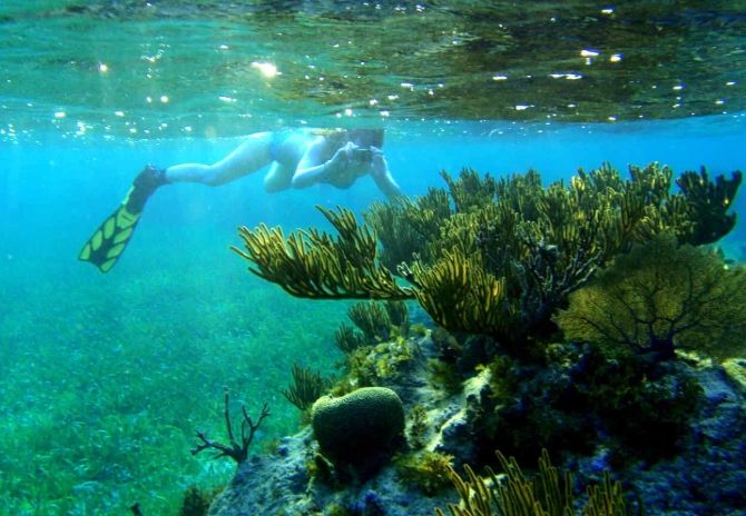 Roatan shore snorkeling spots