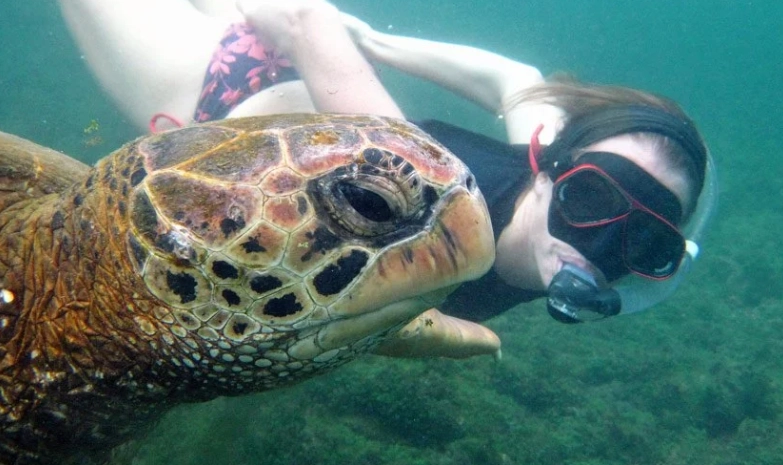 snorkeling with sea lions galapagos