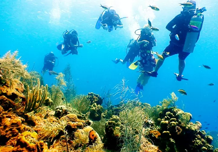 Free snorkeling in Cayman Islands Free snorkeling in Cayman Islands