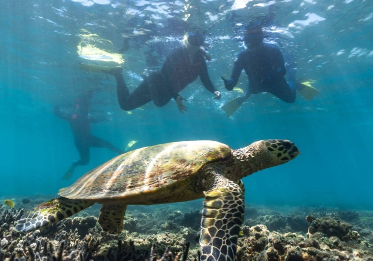Great Barrier Reef snorkeling safety Great Barrier Reef snorkeling safety