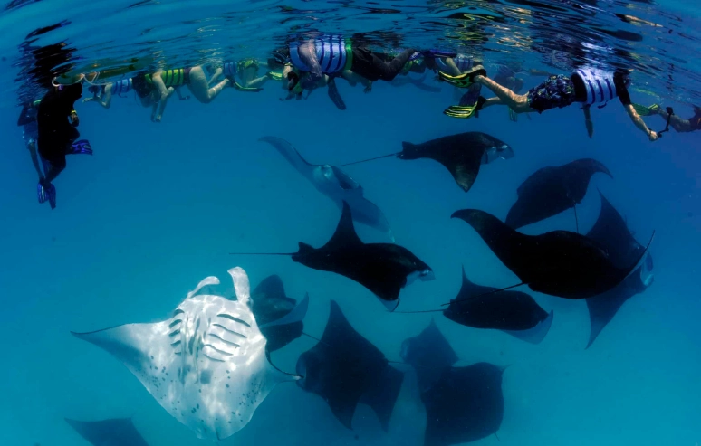 snorkel with manta rays safety