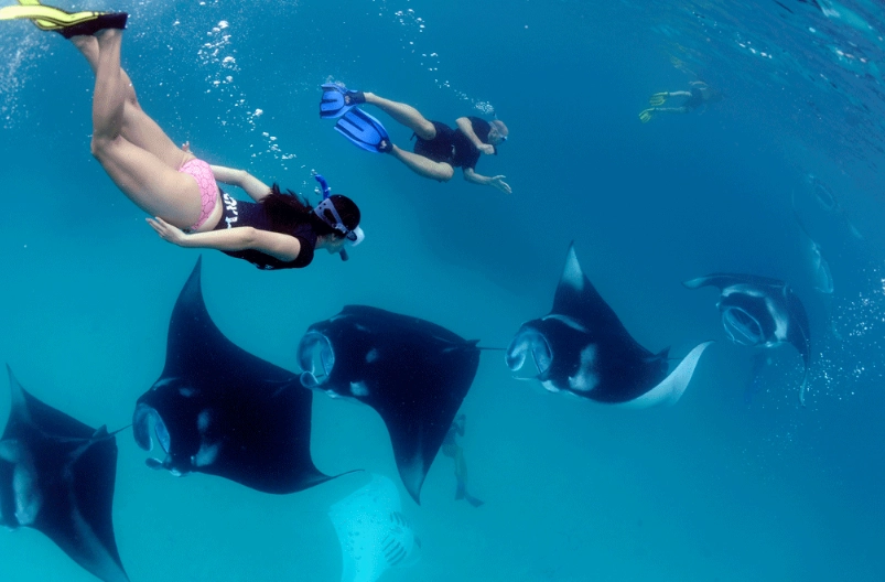snorkel with manta rays safety