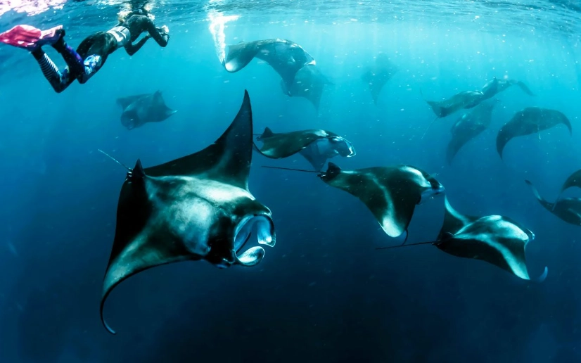 manta ray snorkeling tips