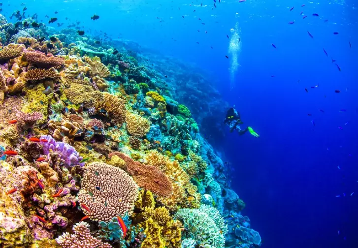 snorkeling tours Bahamas snorkeling tours Bahamas