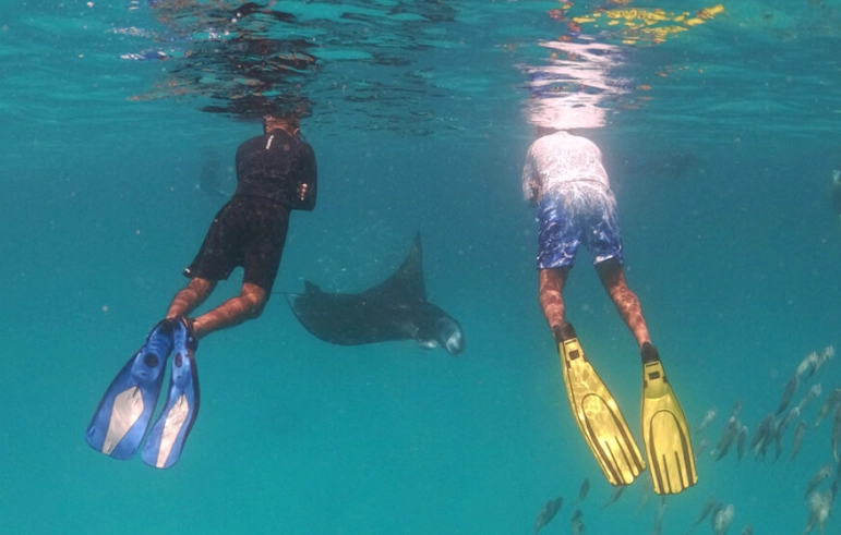 are manta rays dangerous