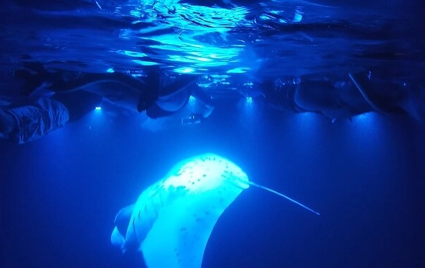 Maui manta ray tour