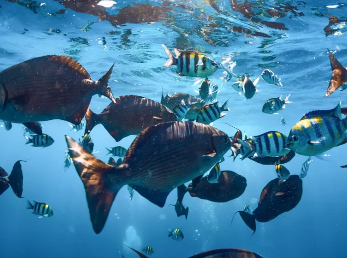 best snorkeling Bahamas best snorkeling Bahamas