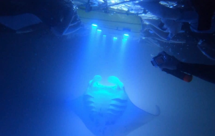 snorkeling with manta rays Maui