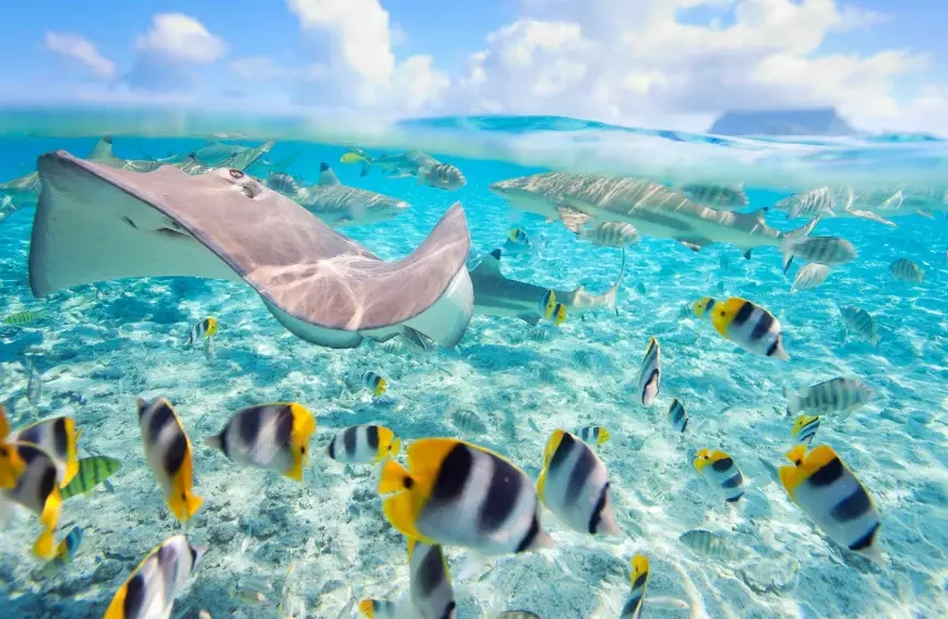 snorkeling bora bora