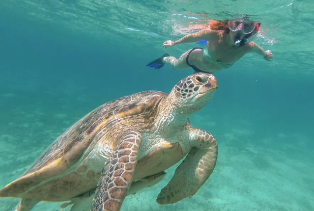 Bahamas snorkeling tours Bahamas snorkeling tours