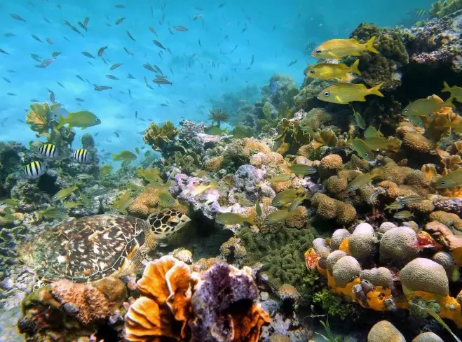 Bora Bora snorkeling spots Bora Bora snorkeling spots