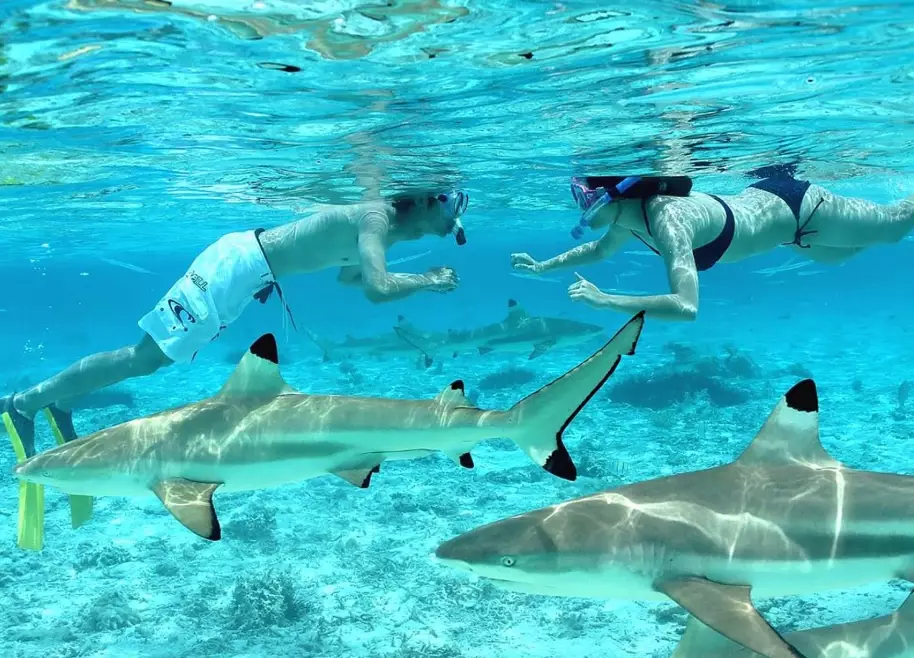 Bora Bora snorkeling cost