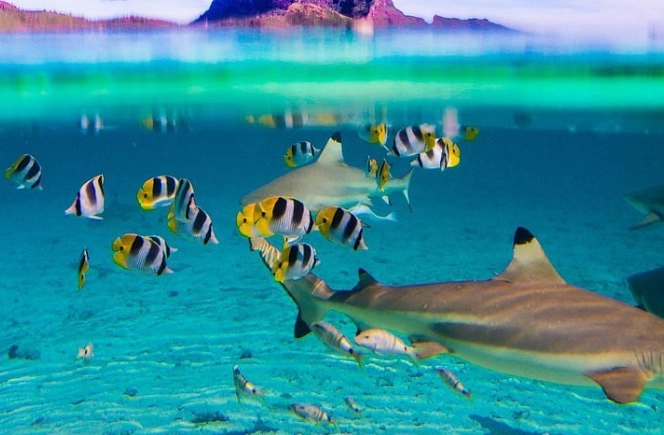 Bora Bora marine life Bora Bora marine life