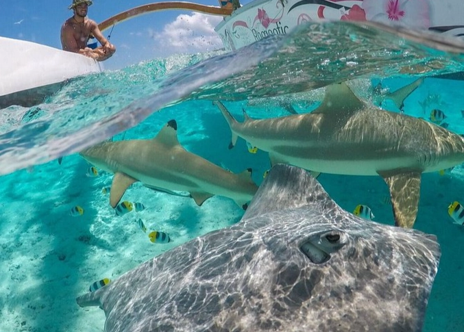 Bora Bora snorkeling cost