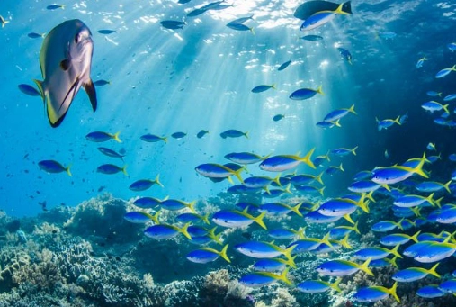 What can't you do in a marine protected area?