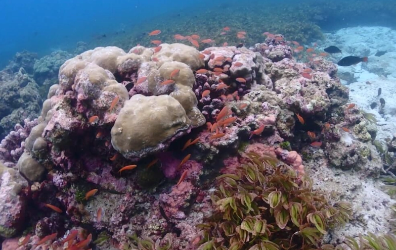 Seychelles marine life Seychelles marine life