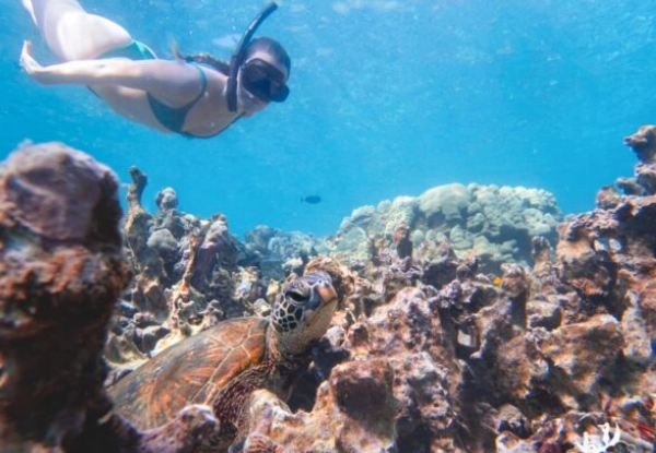 Honolua Bay snorkeling conditions