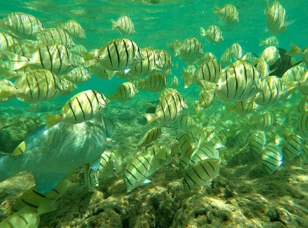 best time to snorkel Oahu