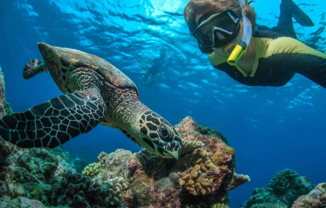 swim with turtles responsibly swim with turtles responsibly