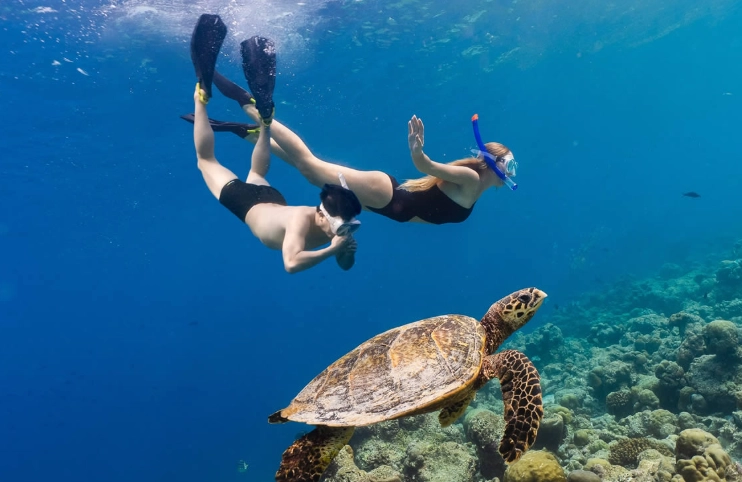 swim with turtles responsibly swim with turtles responsibly